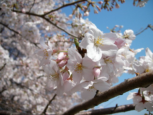 Sakura - cherry blossoms