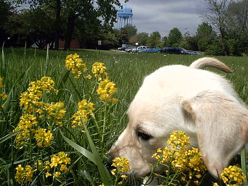 Reilly the Cute Yellow Lab Puppy Enjoying Spring Flowers.