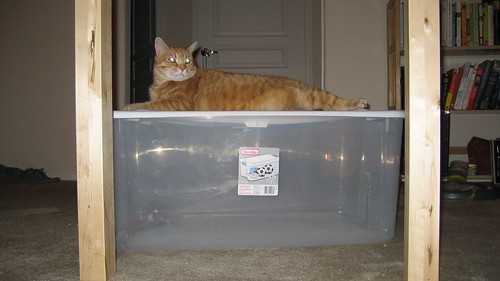 cat contraption 002