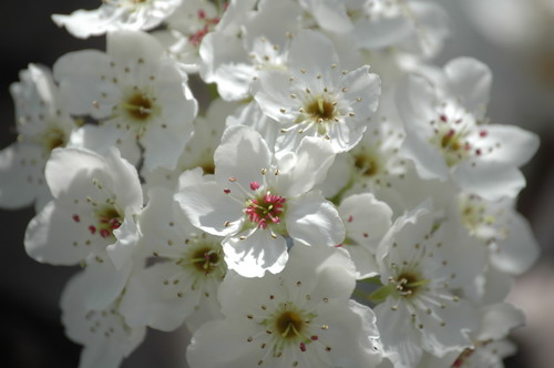 Bushwick Blossoms