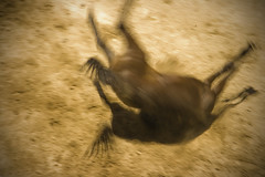 Horse Falling Blur by geroco
