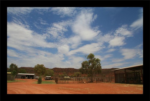 Camel Farm near Alice Springs