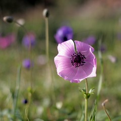 Laying in a field of Anemones - by macropoulos
