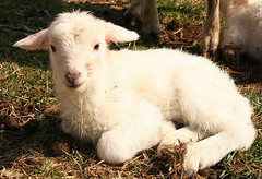 day old lamb