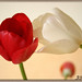 Tulips in Love ...