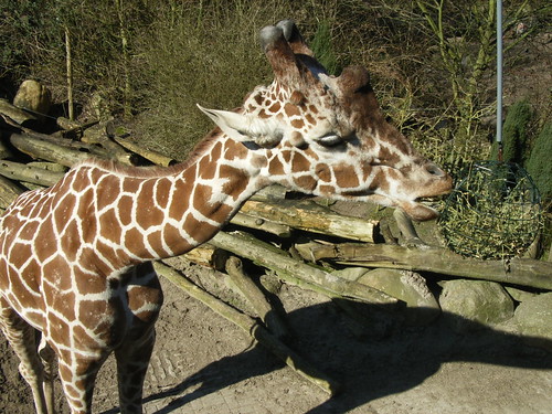 dierentuin a'foort 2007 032