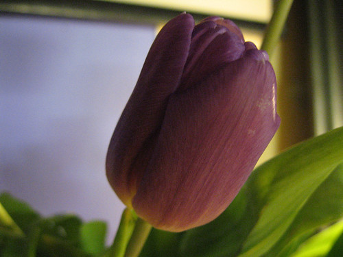 tulip-macro-grainy