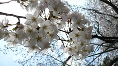 Sakura in Jōhoku-kōen, Itabashi