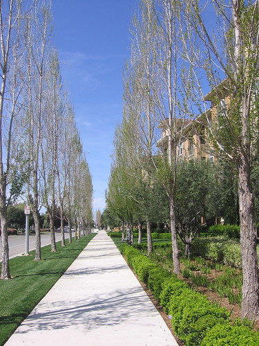 Tree lined sidewalk