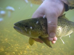 river Tweed brown trout released, Scotla by oddobjects, on Flickr