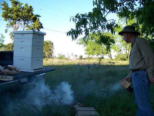 Moving bees from Burnet to Seguin. Smoke makes them sleepy!