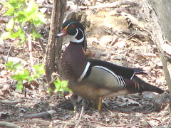 Male wood duck