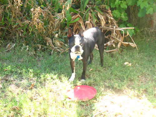 Joey and his frisbee