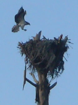 Osprey returns to his nest