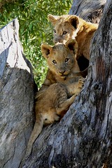 Lion cubs - by Arno & Louise