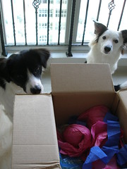 Millie and Mollie inspect the parcel