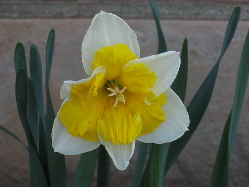 Yellow&White Daffodil3