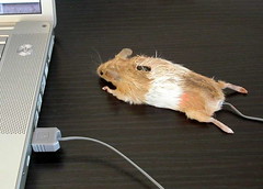 A real mouse