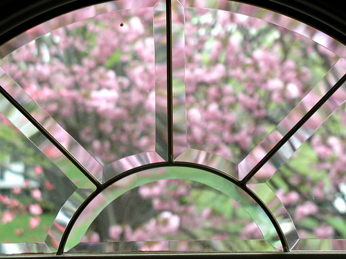 tree through window 1