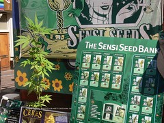 Marijuana Seeds for Sale