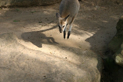 Wallaby on the run