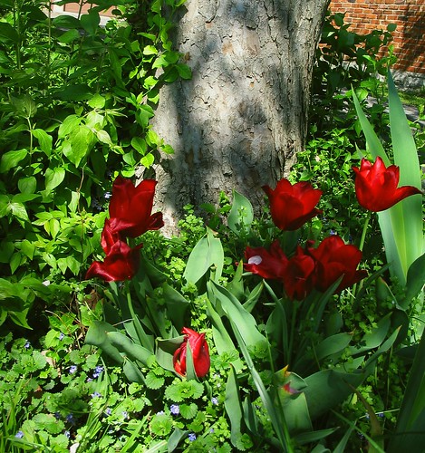 Tulips Beneath the Crabapple Tree