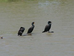 resting cormorants