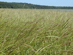 A natural wild rice bed in Minnesota