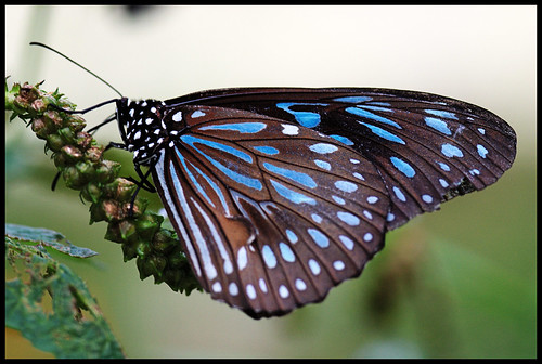 Another Phuket Butterfly
