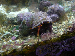 Handsome hermit crab