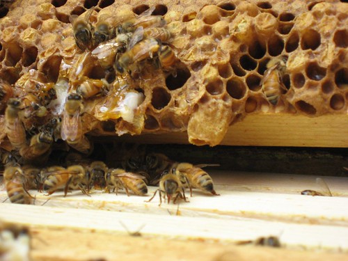 Beekeeping 2250