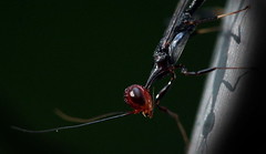 Primitive Wasp, Kent Ridge, Singapore.