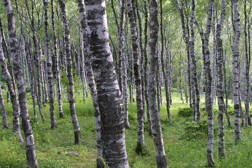 forest of white birch