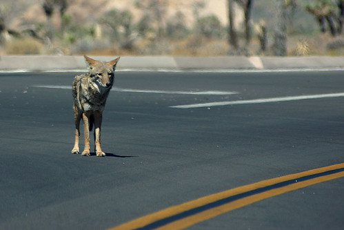 Coyote in the Road, Again