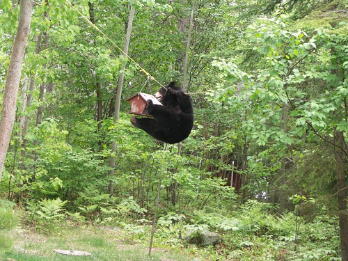 Long Lake acrobat bears 