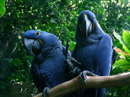 Hyacinth macaws by alumroot