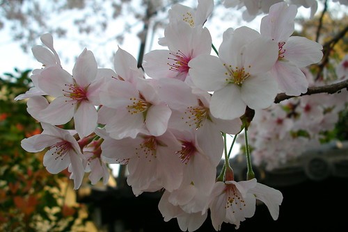 桜さくらサクラ