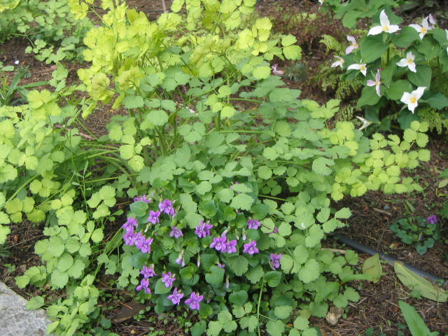 Thalictrum and Violets