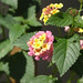 yellowandpinkflower