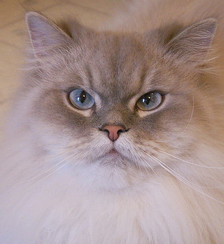 American Longhair cat picture