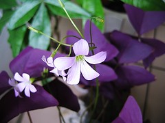 2007_0506_F4紫葉酢醬草的花