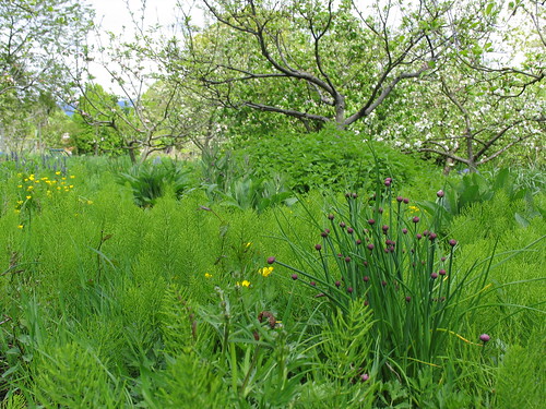 garlic chives and pear tree