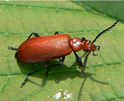 Beetles 43 29 new