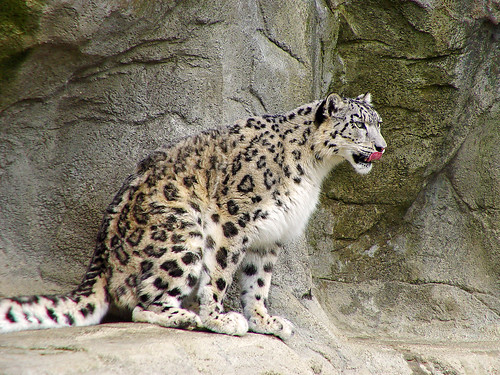snow leopard pictures. Snow leopard of the zoo of