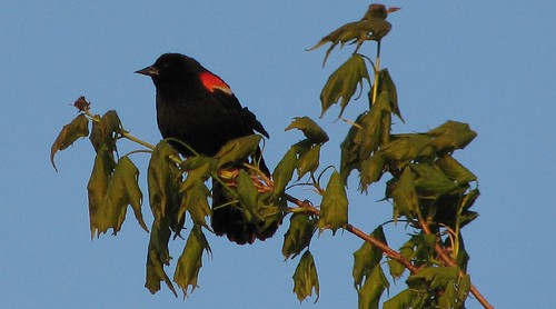redwingedblackbird
