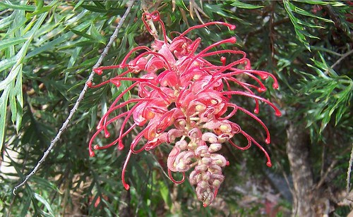 Grevillea acanthifolia or hookeriana
