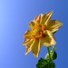 Yellow flower against blue sky background