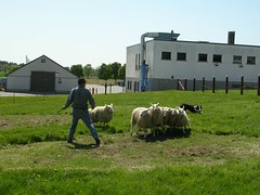 sheep herding