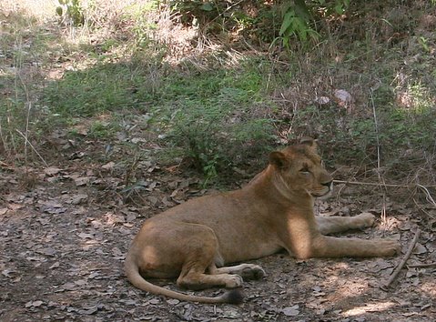 Lioness, Bannerghatta, 19 May 07