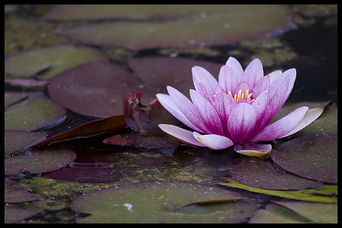  Pink lotus flower 